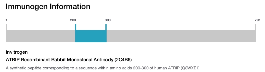 ATRIP Recombinant Rabbit Monoclonal Antibody (2C4B6)