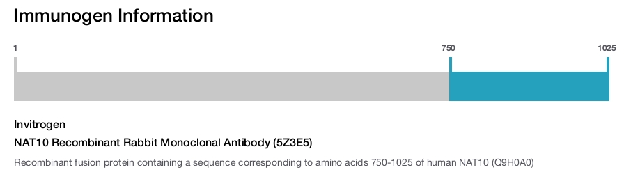 NAT10 Recombinant Rabbit Monoclonal Antibody (5Z3E5)