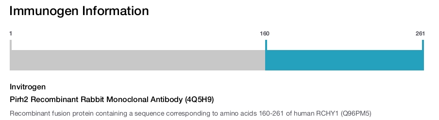Pirh2 Recombinant Rabbit Monoclonal Antibody (4Q5H9)