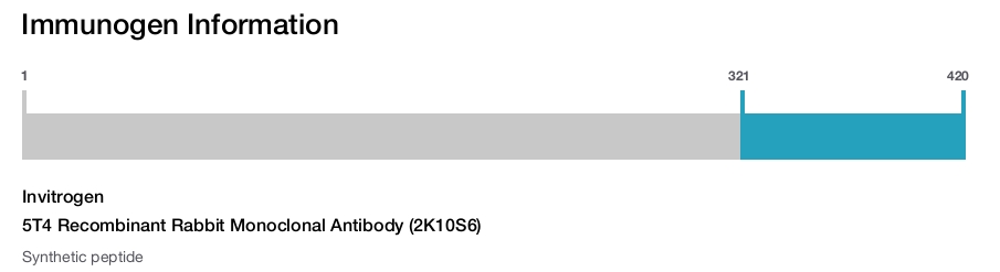 5T4 Recombinant Rabbit Monoclonal Antibody (2K10S6)