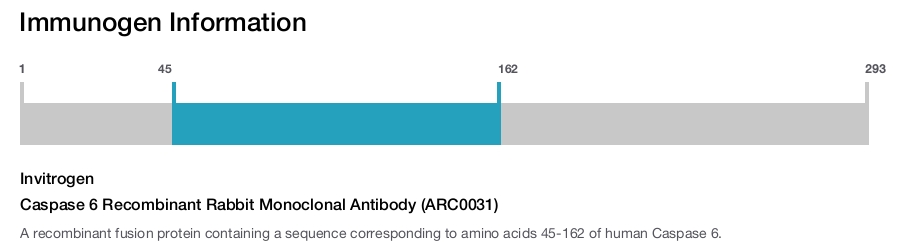 Caspase 6 Recombinant Rabbit Monoclonal Antibody (ARC0031)