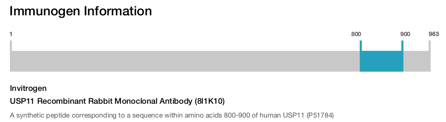 USP11 Recombinant Rabbit Monoclonal Antibody (8I1K10)
