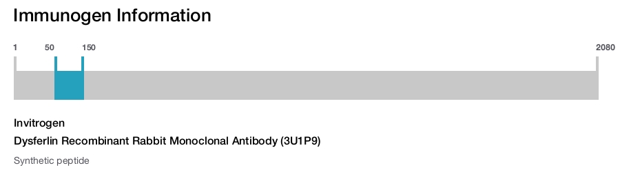 Dysferlin Recombinant Rabbit Monoclonal Antibody (3U1P9)
