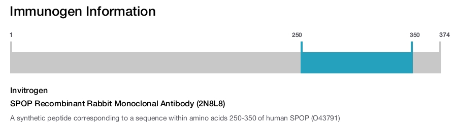 SPOP Recombinant Rabbit Monoclonal Antibody (2N8L8)