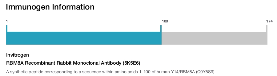 RBM8A Recombinant Rabbit Monoclonal Antibody (5K5E6)