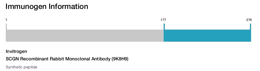 SCGN Recombinant Rabbit Monoclonal Antibody (9K8H9)