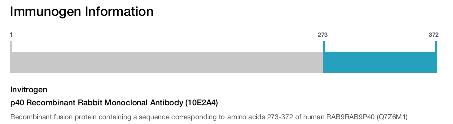 p40 Recombinant Rabbit Monoclonal Antibody (10E2A4)
