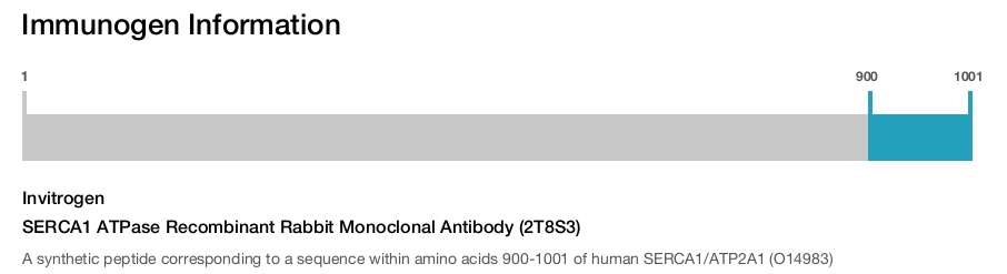 SERCA1 ATPase Recombinant Rabbit Monoclonal Antibody (2T8S3)
