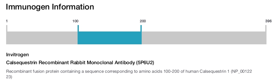 Calsequestrin Recombinant Rabbit Monoclonal Antibody (5P6U2)