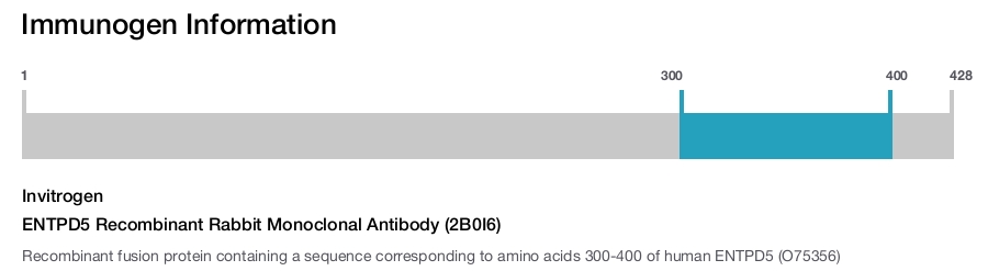 ENTPD5 Recombinant Rabbit Monoclonal Antibody (2B0I6)