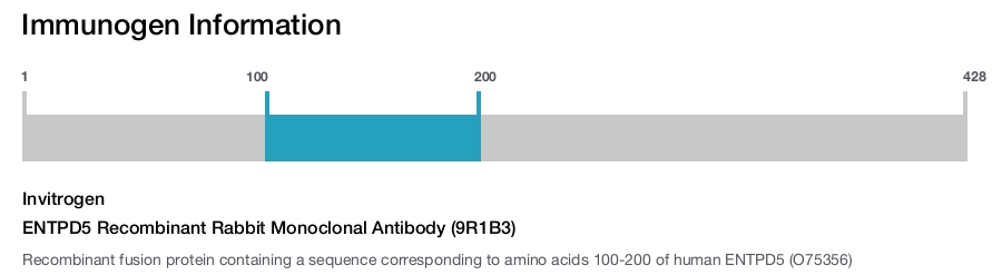 ENTPD5 Recombinant Rabbit Monoclonal Antibody (9R1B3)