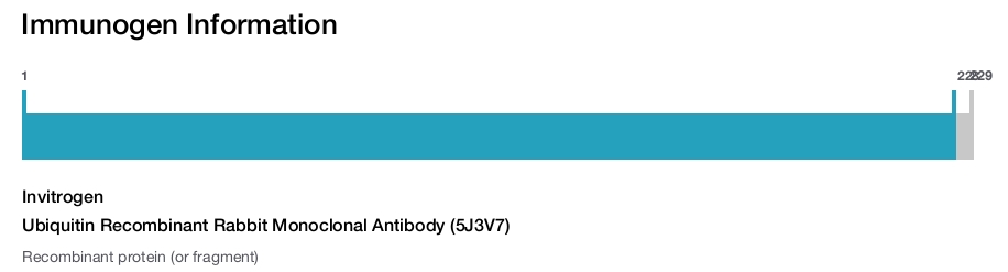 Ubiquitin Recombinant Rabbit Monoclonal Antibody (5J3V7)