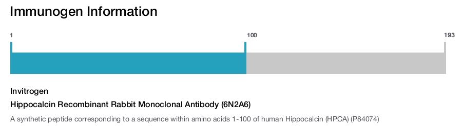 Hippocalcin Recombinant Rabbit Monoclonal Antibody (6N2A6)