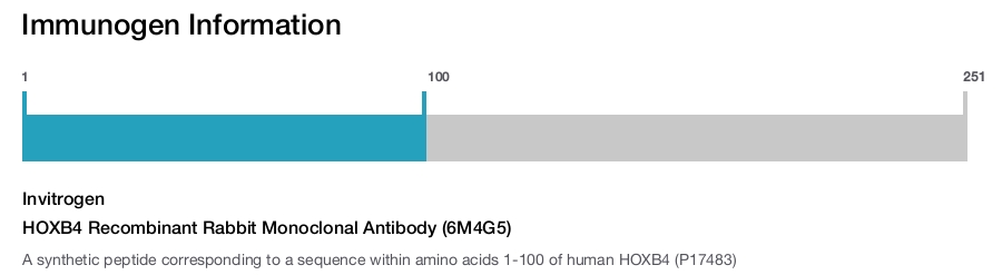 HOXB4 Recombinant Rabbit Monoclonal Antibody (6M4G5)
