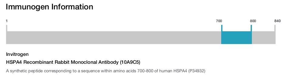 HSPA4 Recombinant Rabbit Monoclonal Antibody (10A9C5)