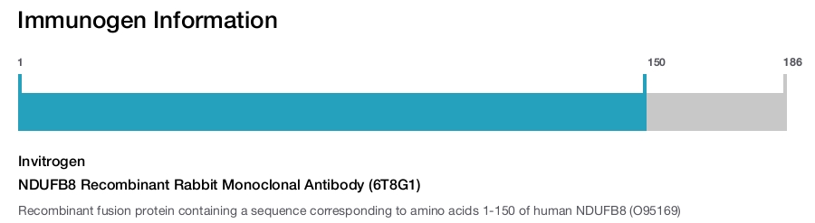 NDUFB8 Recombinant Rabbit Monoclonal Antibody (6T8G1)