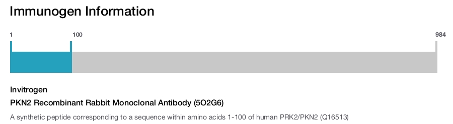 PKN2 Recombinant Rabbit Monoclonal Antibody (5O2G6)