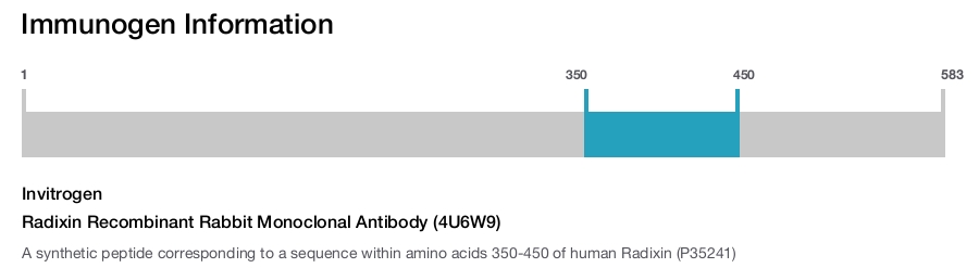 Radixin Recombinant Rabbit Monoclonal Antibody (4U6W9)