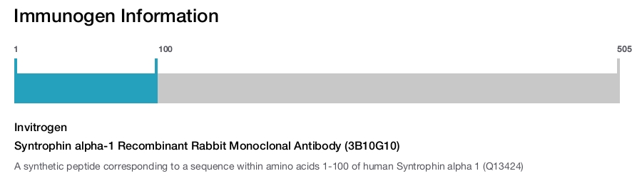 Syntrophin alpha-1 Recombinant Rabbit Monoclonal Antibody (3B10G10)