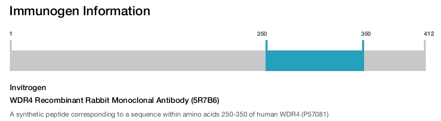 WDR4 Recombinant Rabbit Monoclonal Antibody (5R7B6)