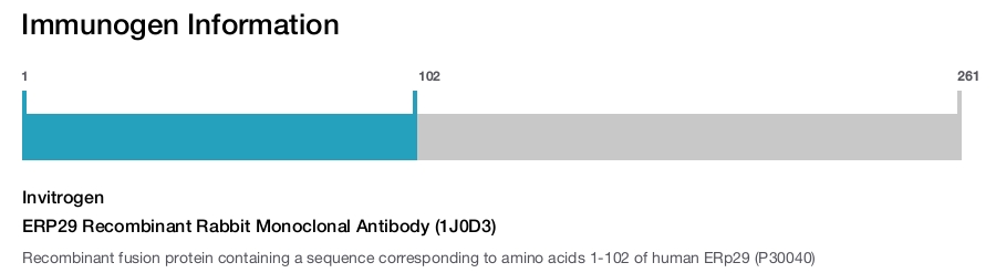 ERP29 Recombinant Rabbit Monoclonal Antibody (1J0D3)
