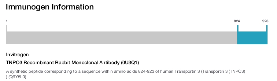 TNPO3 Recombinant Rabbit Monoclonal Antibody (0U3Q1)
