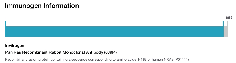Pan Ras Recombinant Rabbit Monoclonal Antibody (6J9I4)