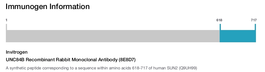 UNC84B Recombinant Rabbit Monoclonal Antibody (8E8D7)