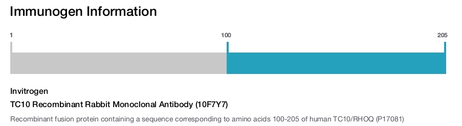 TC10 Recombinant Rabbit Monoclonal Antibody (10F7Y7)