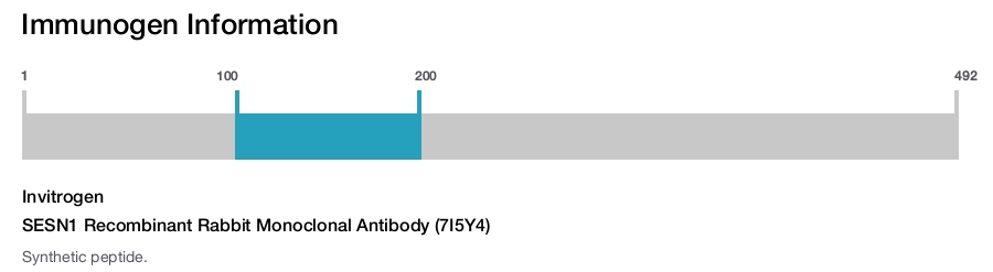 SESN1 Recombinant Rabbit Monoclonal Antibody (7I5Y4)