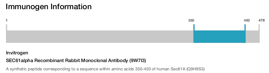 SEC61alpha Recombinant Rabbit Monoclonal Antibody (9W7I3)