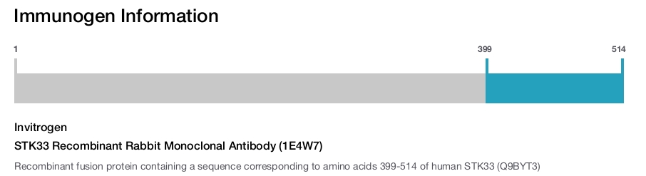 STK33 Recombinant Rabbit Monoclonal Antibody (1E4W7)