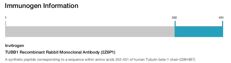 TUBB1 Recombinant Rabbit Monoclonal Antibody (2Z6P1)