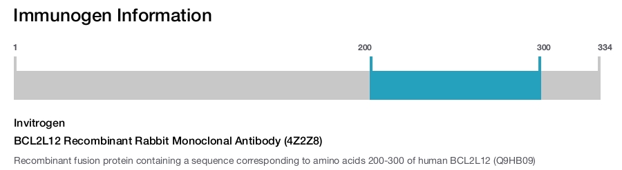 BCL2L12 Recombinant Rabbit Monoclonal Antibody (4Z2Z8)