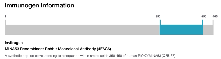 MINA53 Recombinant Rabbit Monoclonal Antibody (4E6G6)