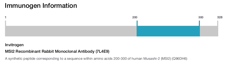 MSI2 Recombinant Rabbit Monoclonal Antibody (7L4E9)