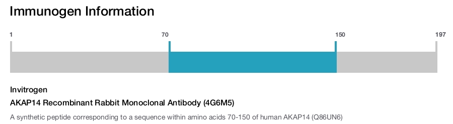 AKAP14 Recombinant Rabbit Monoclonal Antibody (4G6M5)