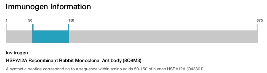 HSPA12A Recombinant Rabbit Monoclonal Antibody (8Q8M3)