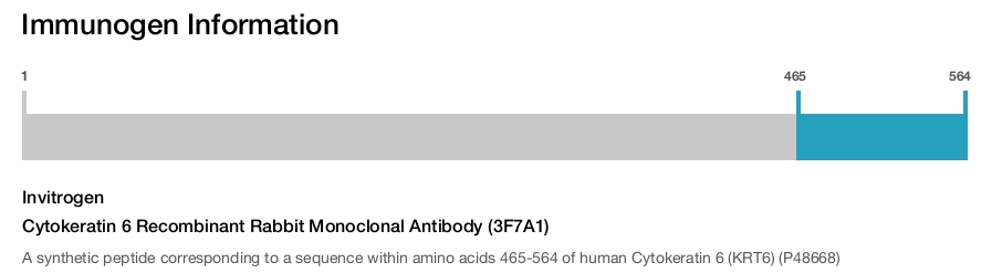 Cytokeratin 6 Recombinant Rabbit Monoclonal Antibody (3F7A1)