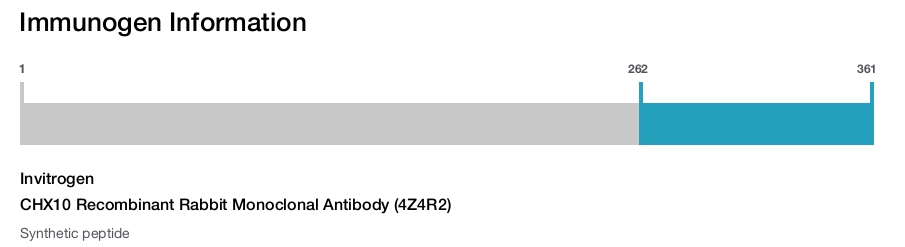 CHX10 Recombinant Rabbit Monoclonal Antibody (4Z4R2)