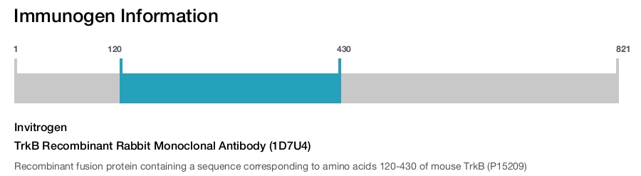 TrkB Recombinant Rabbit Monoclonal Antibody (1D7U4)