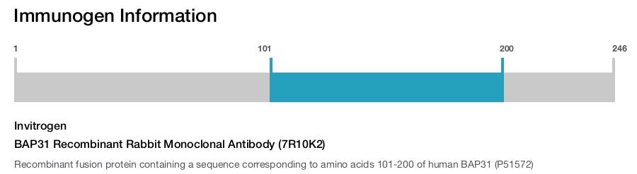 BAP31 Recombinant Rabbit Monoclonal Antibody (7R10K2)