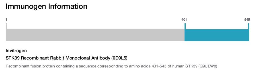 STK39 Recombinant Rabbit Monoclonal Antibody (0D9L5)