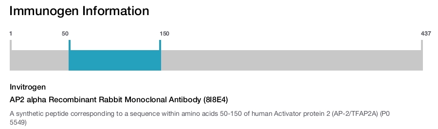 AP2 alpha Recombinant Rabbit Monoclonal Antibody (8I8E4)