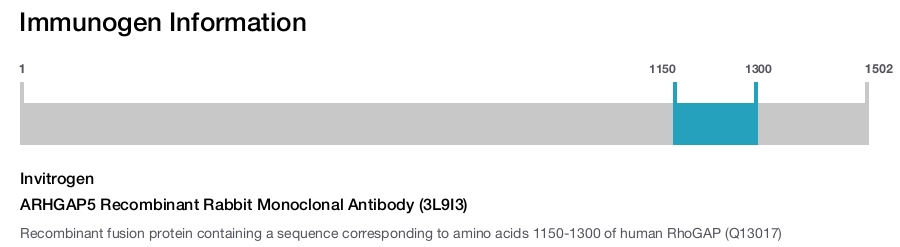 ARHGAP5 Recombinant Rabbit Monoclonal Antibody (3L9I3)