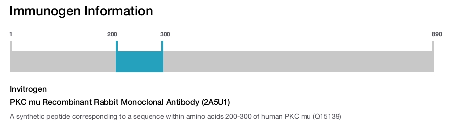 PKC mu Recombinant Rabbit Monoclonal Antibody (2A5U1)