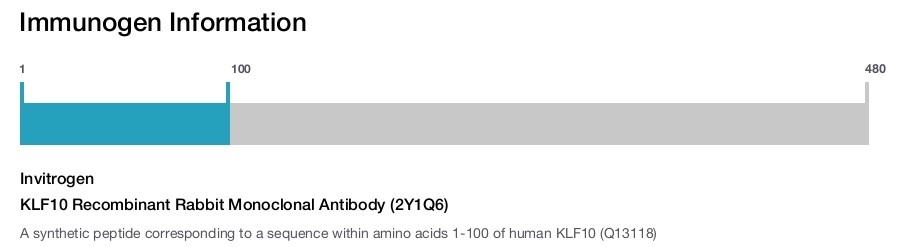 KLF10 Recombinant Rabbit Monoclonal Antibody (2Y1Q6)