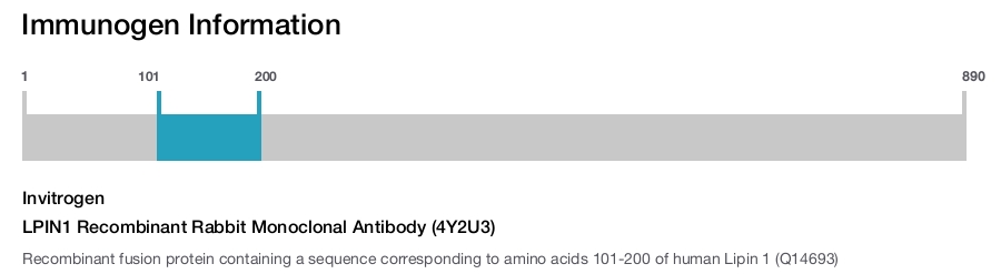 LPIN1 Recombinant Rabbit Monoclonal Antibody (4Y2U3)