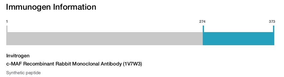 c-MAF Recombinant Rabbit Monoclonal Antibody (1V7W3)
