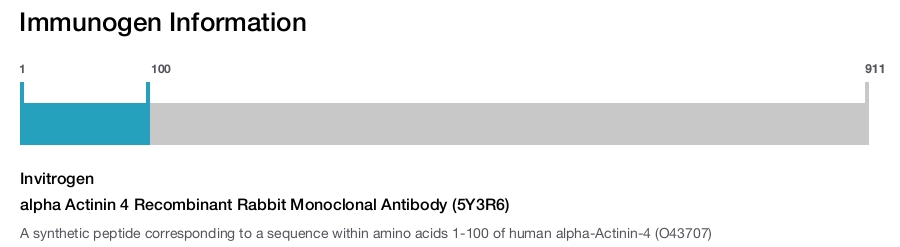alpha Actinin 4 Recombinant Rabbit Monoclonal Antibody (5Y3R6)